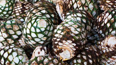 agave 132340232