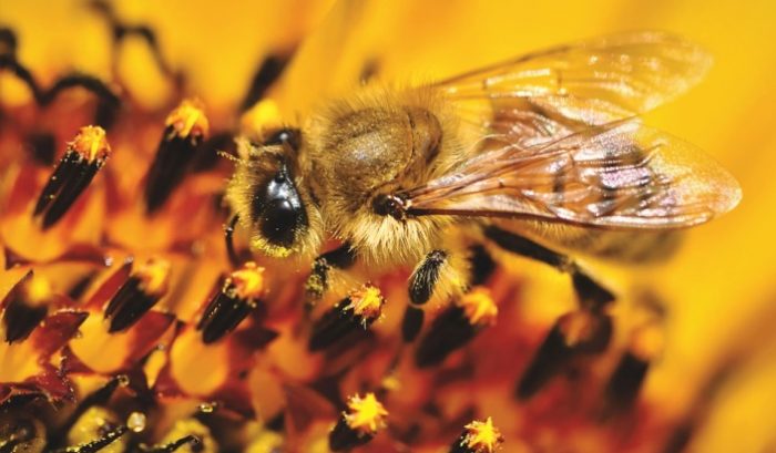 pollenanalysis for monofloral honeys